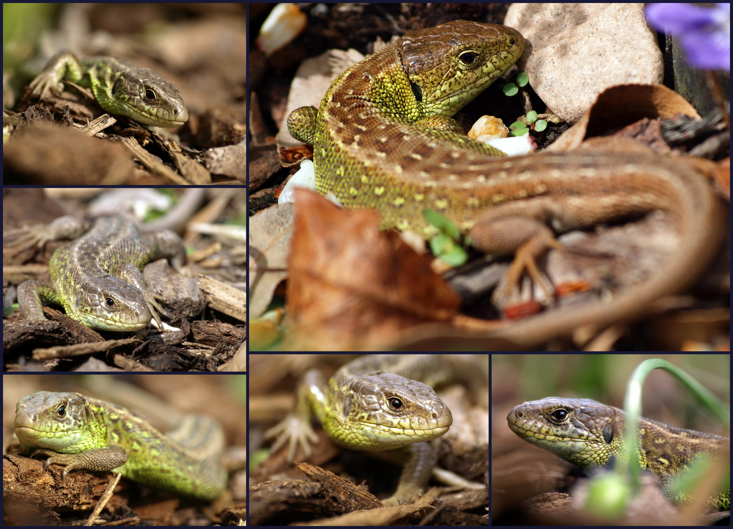 Zauneidechse Collage