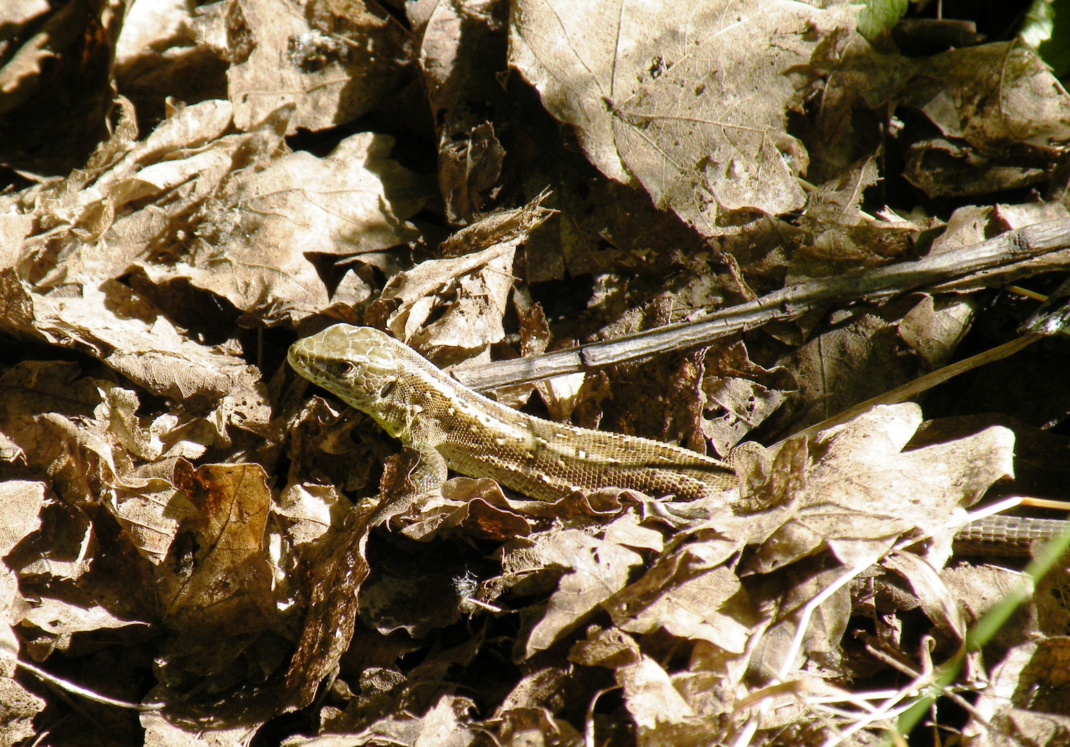 Zauneidechse im alten Laub