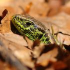 Zauneidechse im Buchenlaub