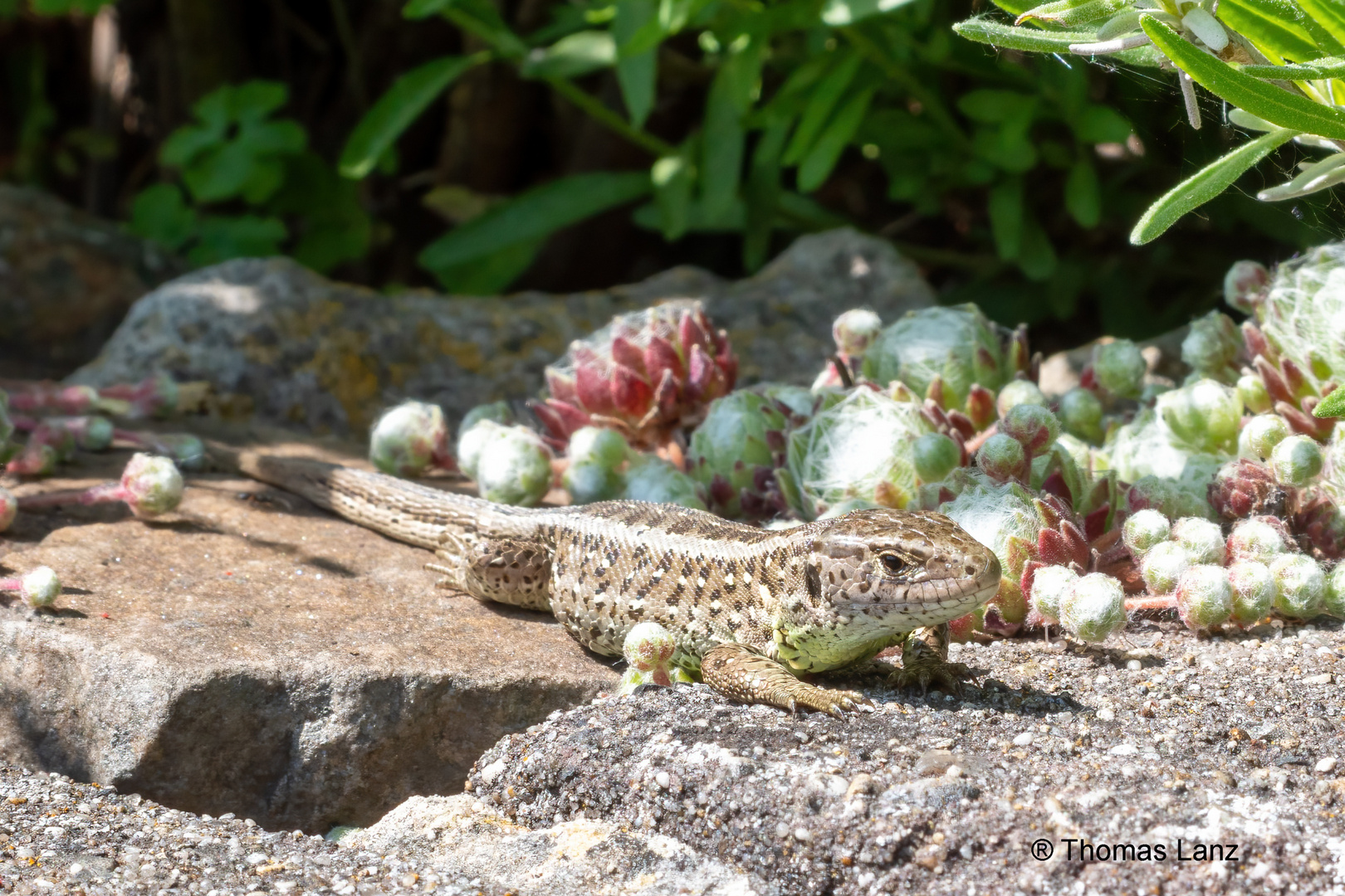 Zauneidechse im Garten