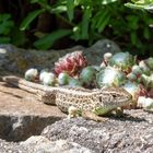 Zauneidechse im Garten