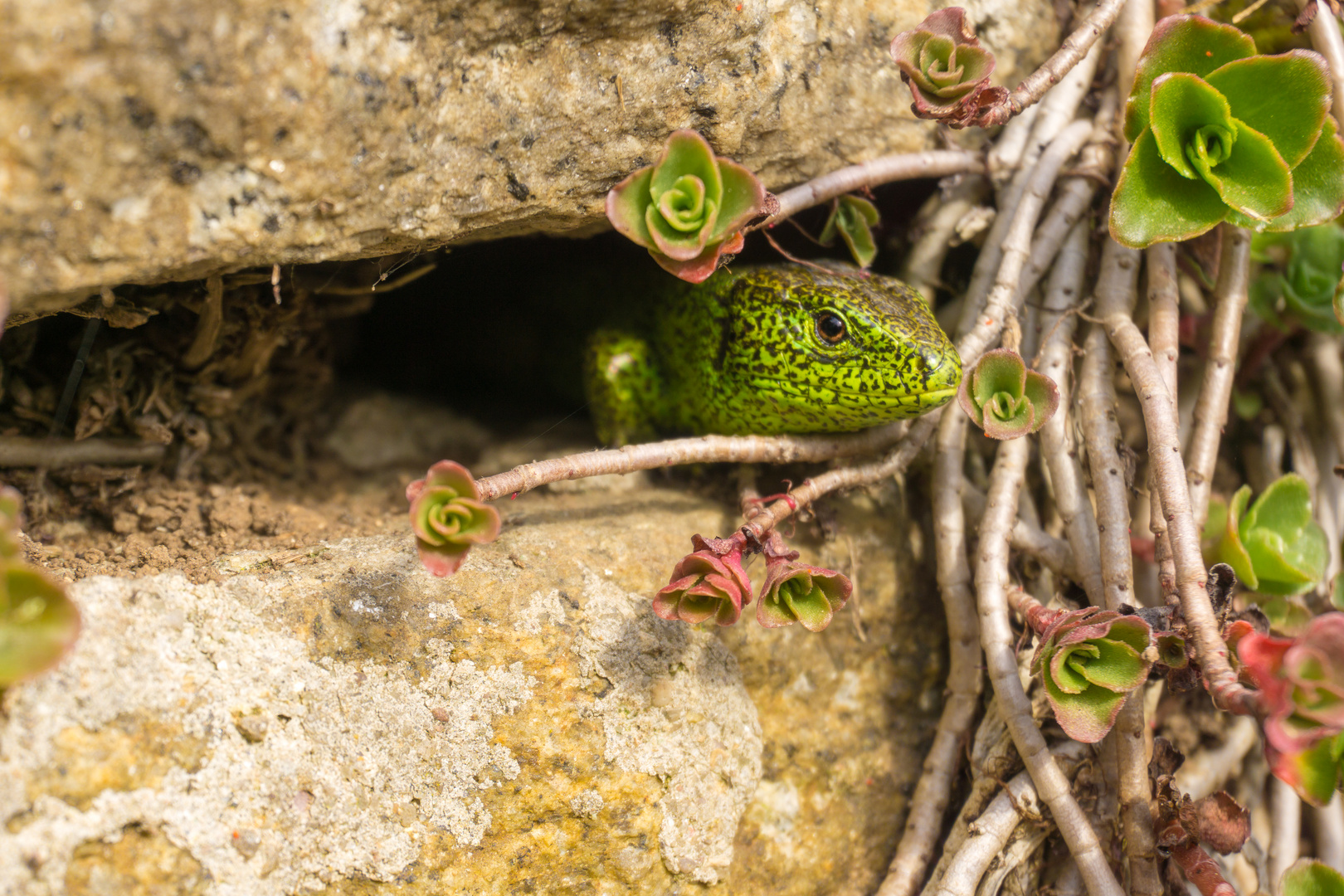 Zauneidechse in Natursteinmauer