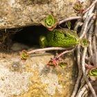 Zauneidechse in Natursteinmauer