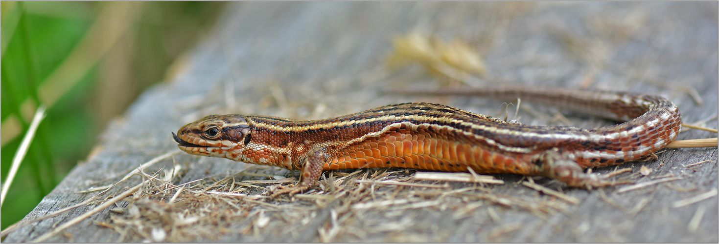 Zauneidechse  -  Lacerta agilis