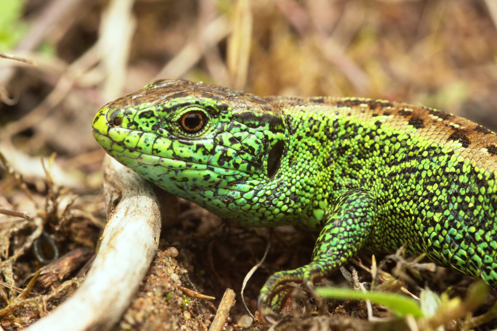 Zauneidechse (Lacerta agilis)