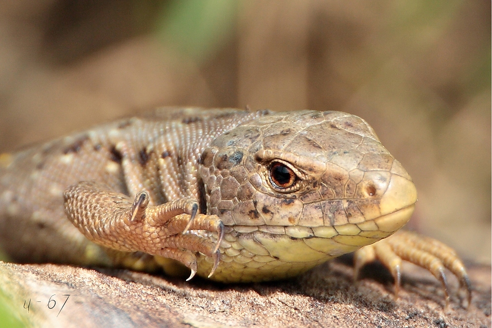 Zauneidechse (Lacerta agilis)