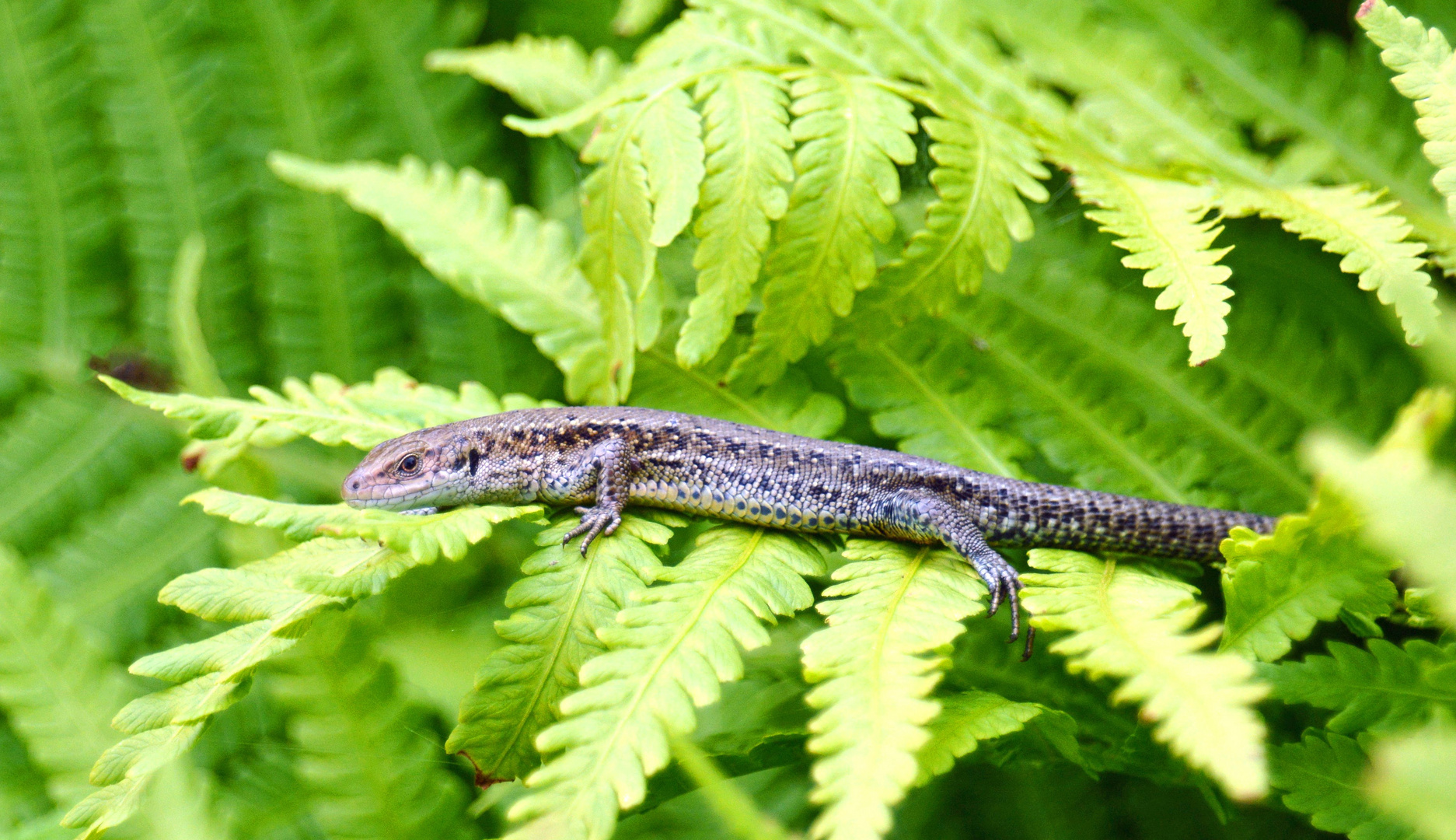 Zauneidechse (Lacerta agilis)