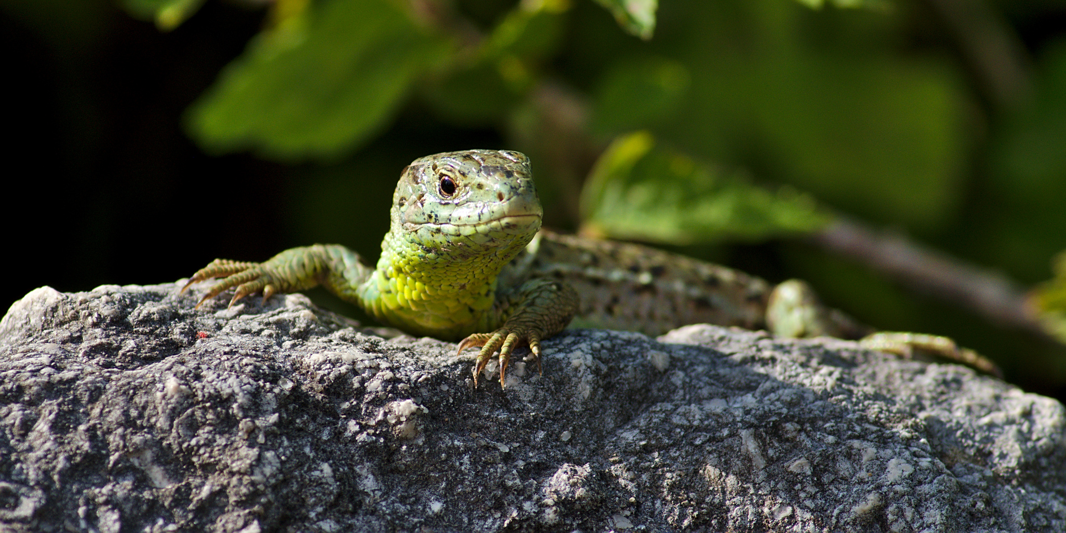 Zauneidechse (Lacerta agilis) 2