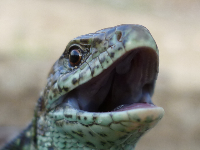 Zauneidechse (Lacerta agilis)