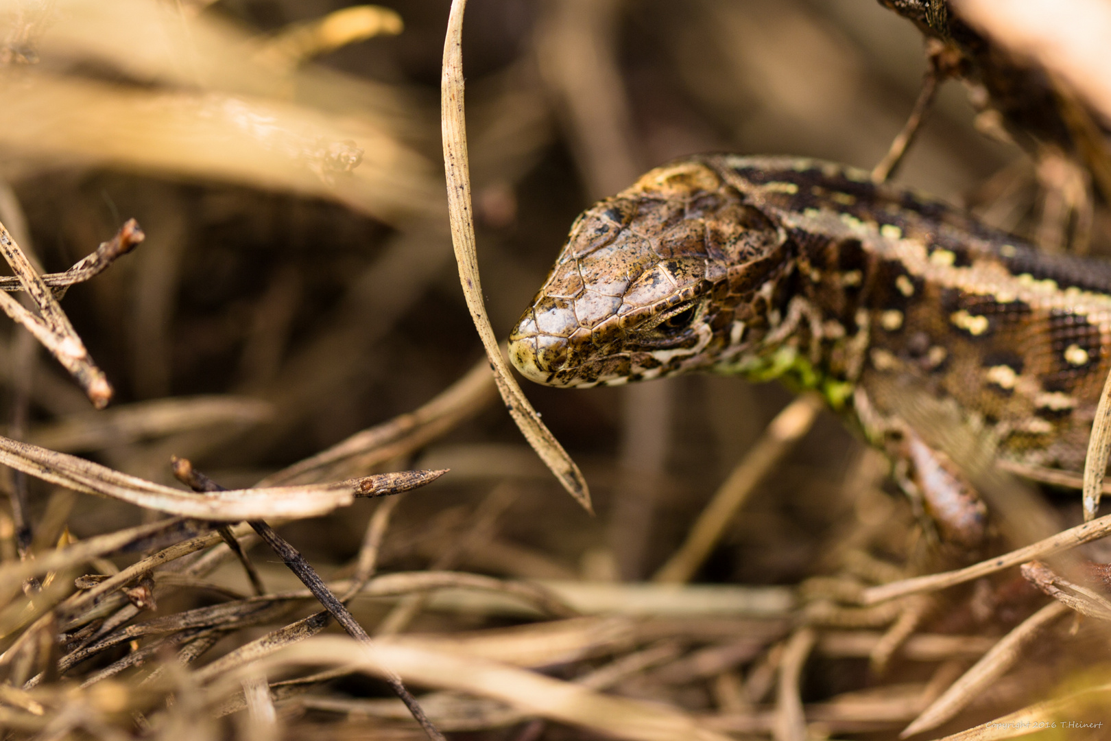 Zauneidechse (Lacerta agilis)