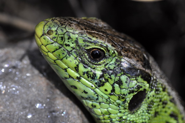 Zauneidechse - Lacerta agilis