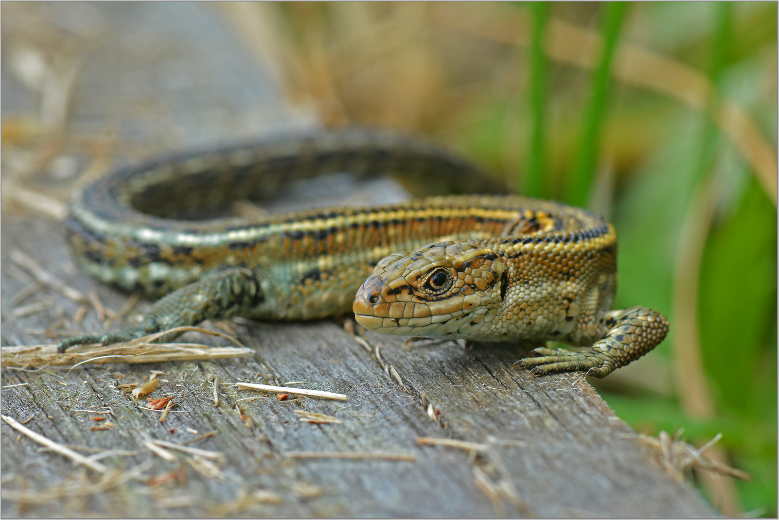 Zauneidechse  -  Lacerta agilis