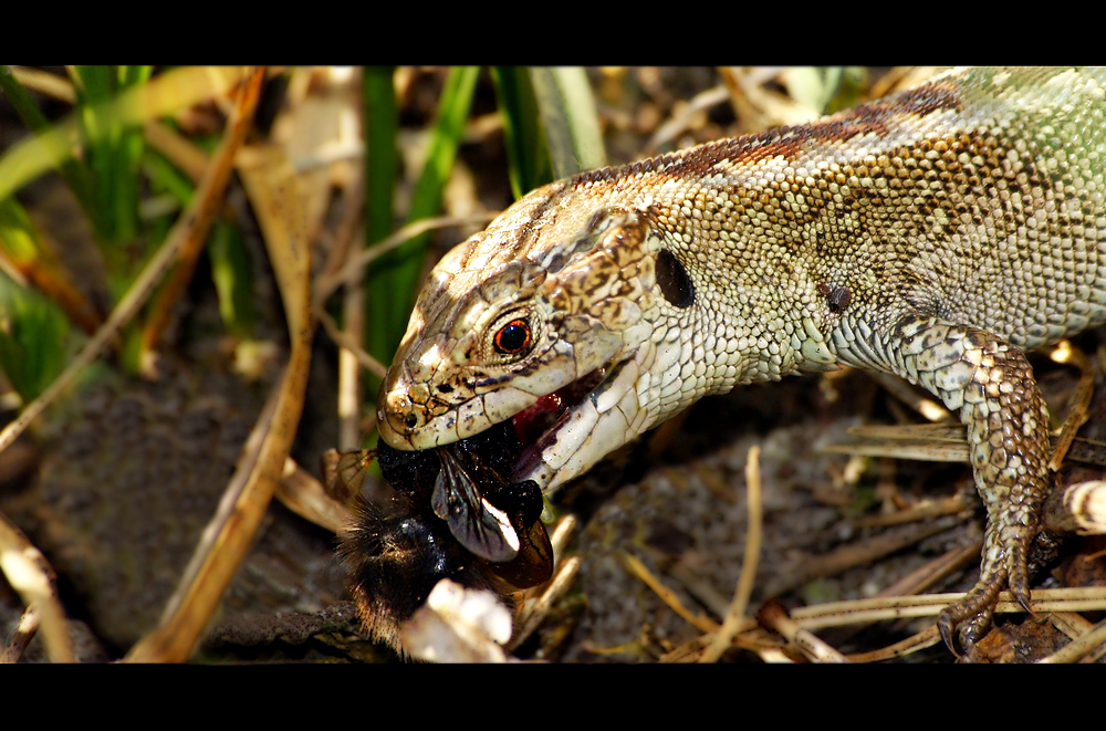 Zauneidechse (Lacerta agilis)