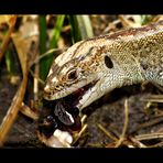 Zauneidechse (Lacerta agilis)