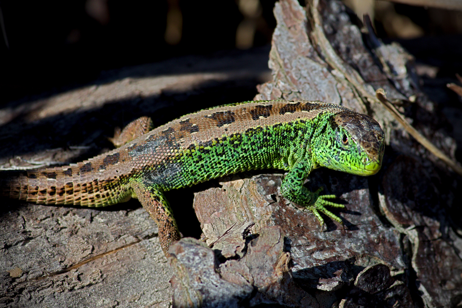 Zauneidechse (Lacerta agilis) 5