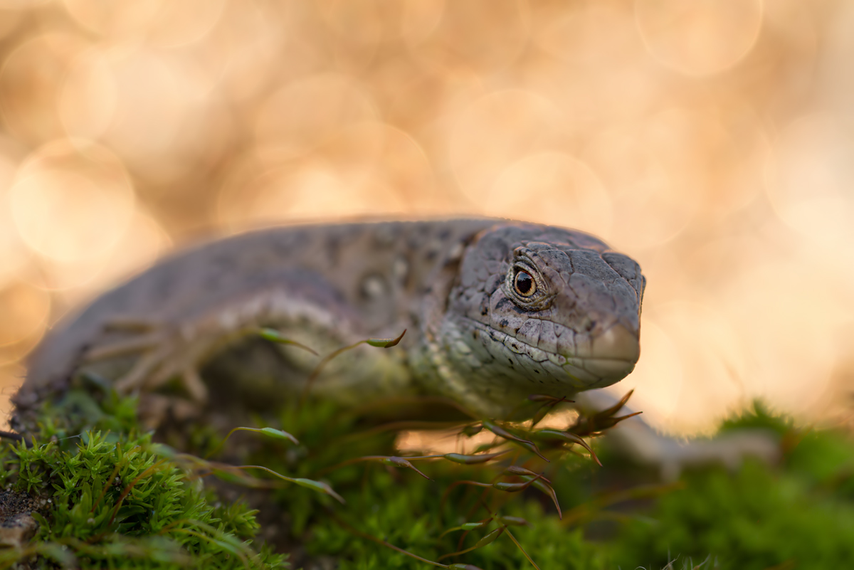 Zauneidechse Lacerta agilis