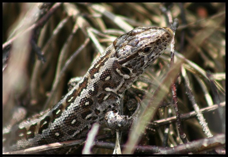 Zauneidechse Lacerta agilis