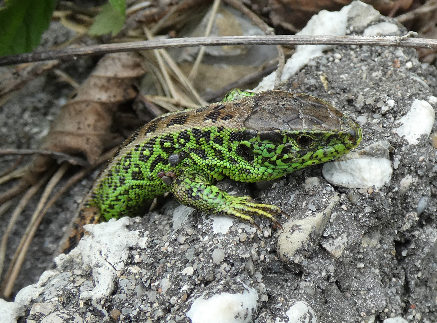 Zauneidechse (Lacerta agilis)