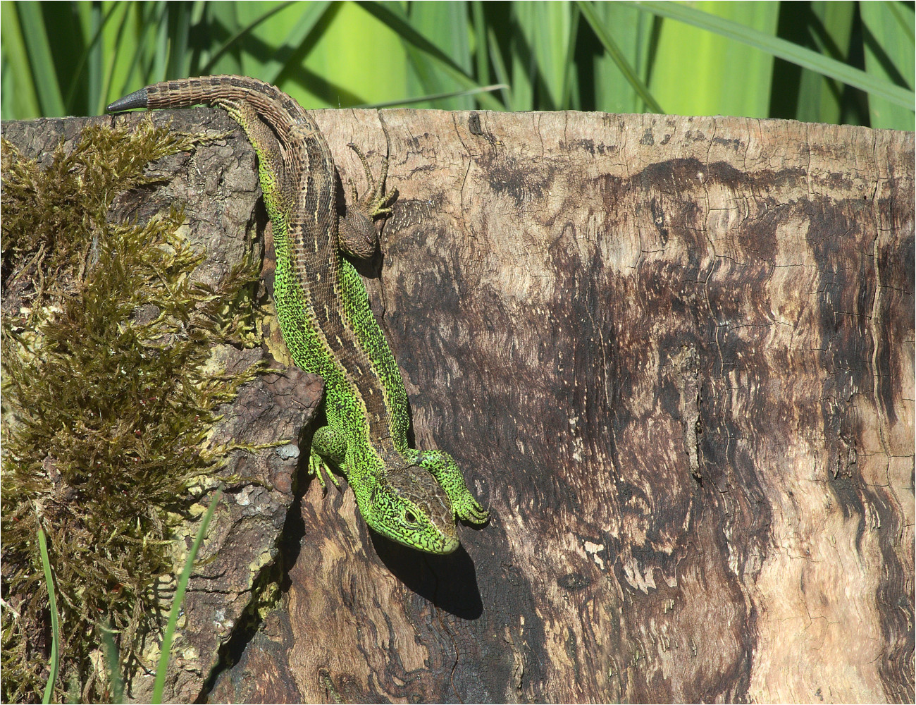 Zauneidechse (Lacerta agilis)