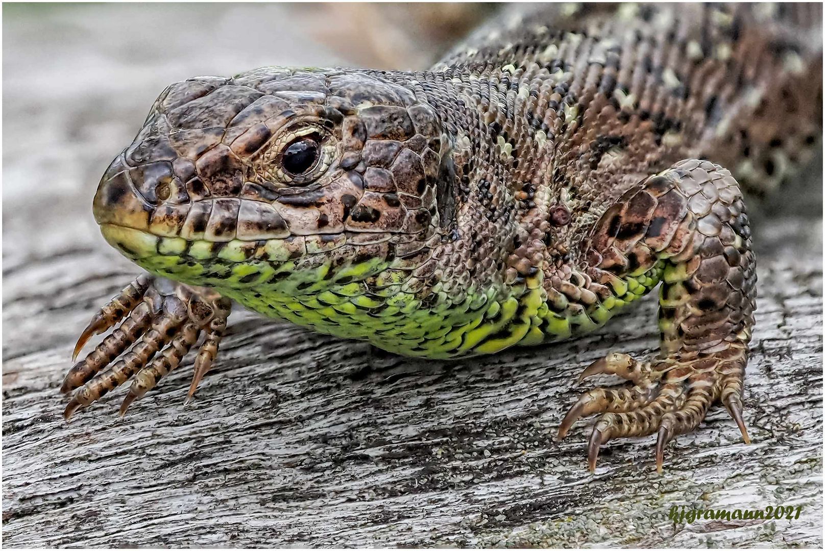 Zauneidechse (Lacerta agilis) ....