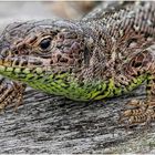 Zauneidechse (Lacerta agilis) ....