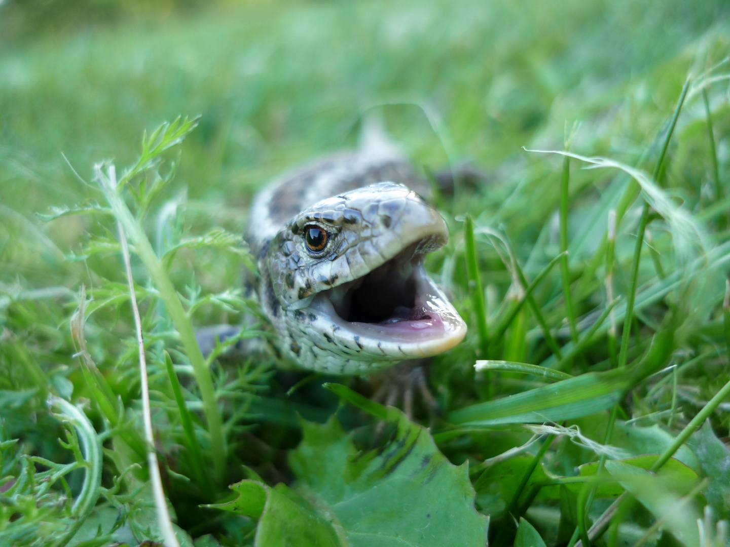 Zauneidechse (Lacerta agilis)