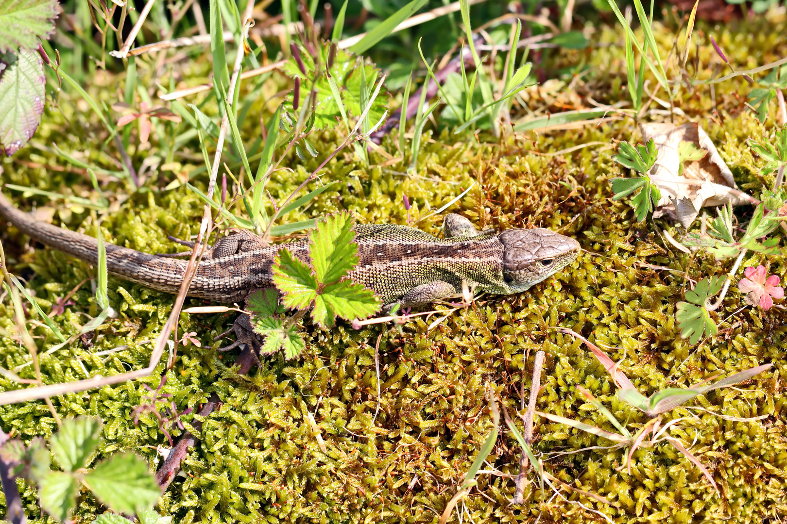 Zauneidechse (Lacerta agilis)