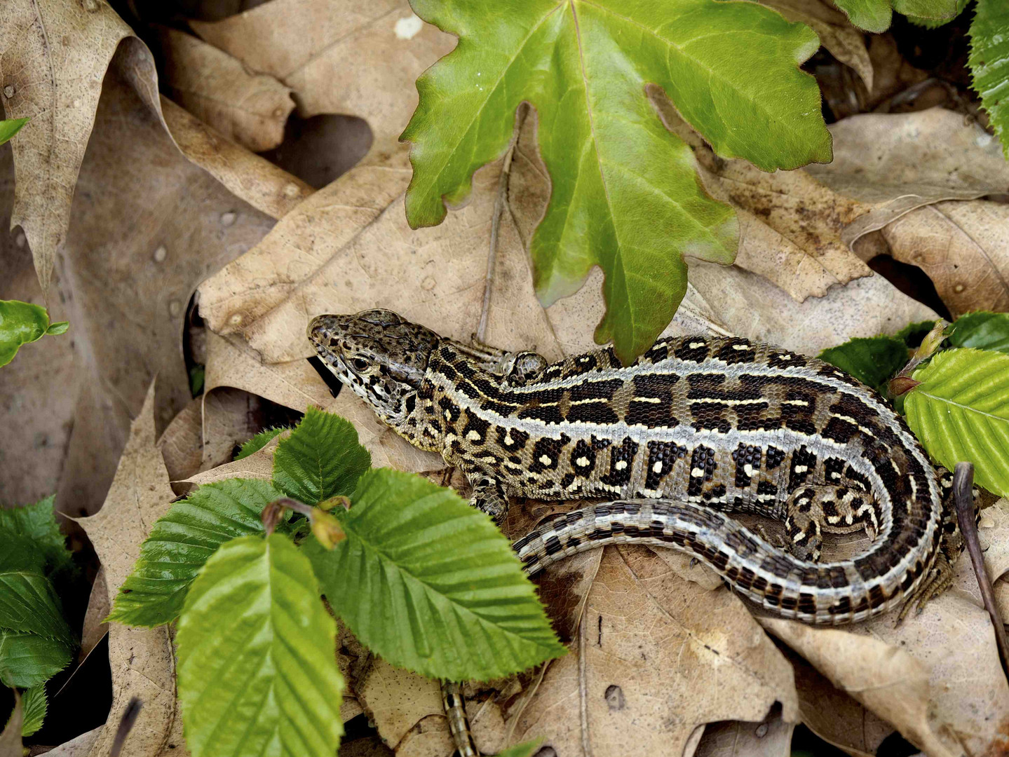 Zauneidechse ( Lacerta agilis argus) in Bottrop