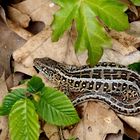 Zauneidechse ( Lacerta agilis argus) in Bottrop