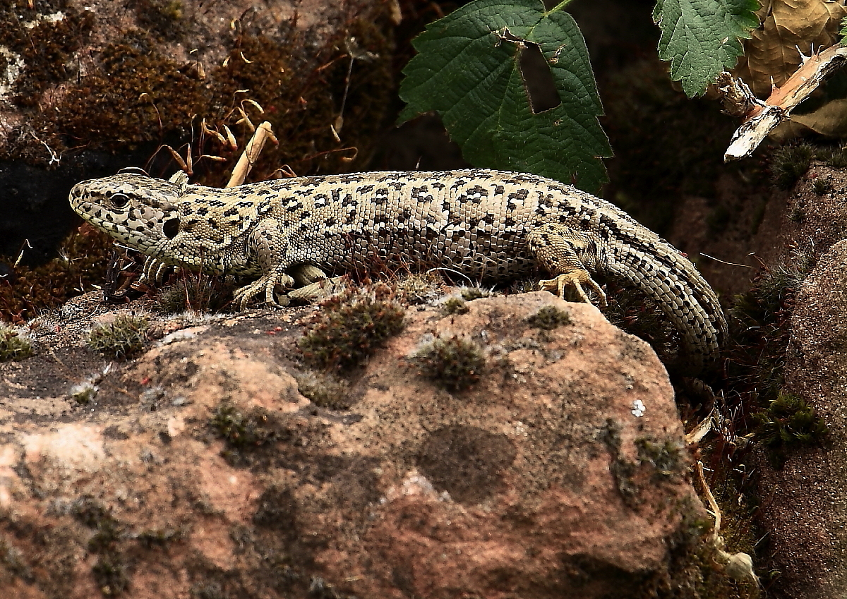 Zauneidechse (Lacerta agilis)