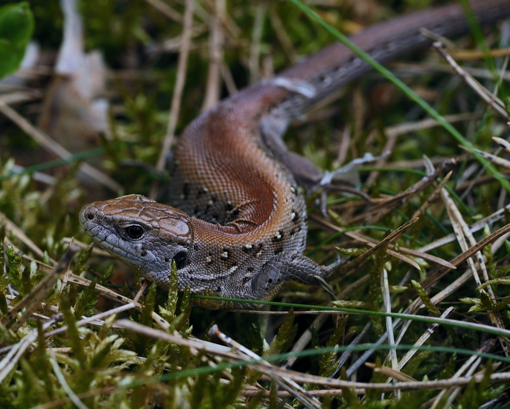 Zauneidechse (Lacerta agilis)