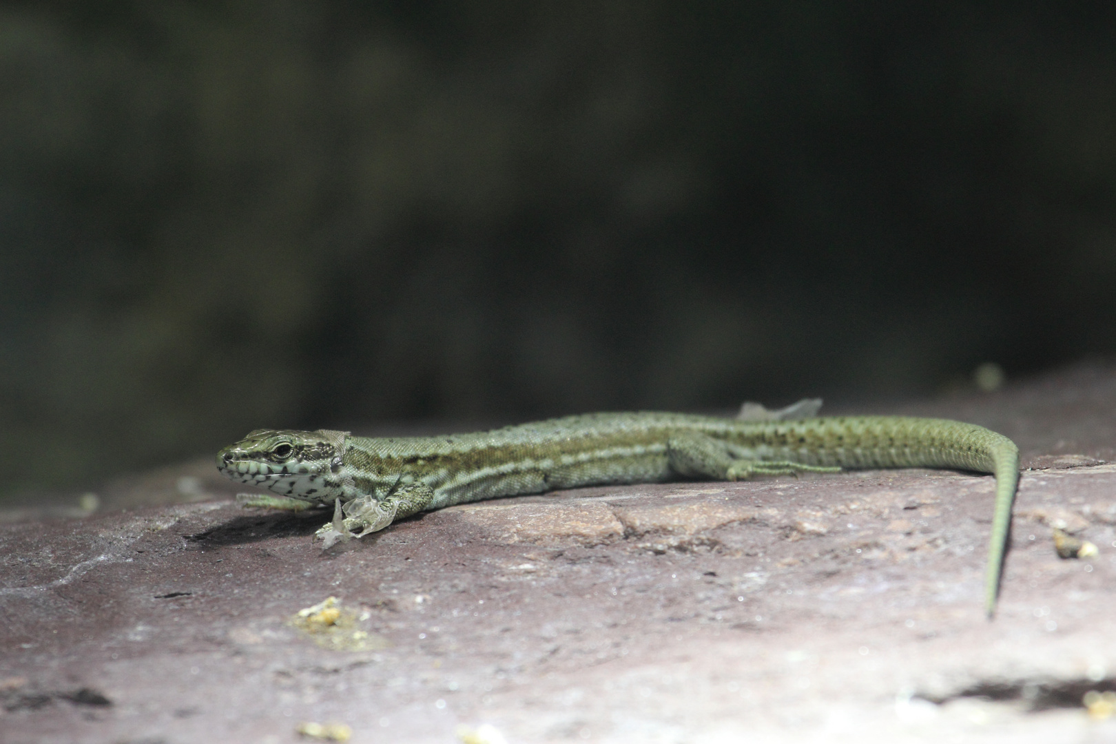 Zauneidechse (Lacerta agilis) bei der Häutung