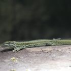 Zauneidechse (Lacerta agilis) bei der Häutung