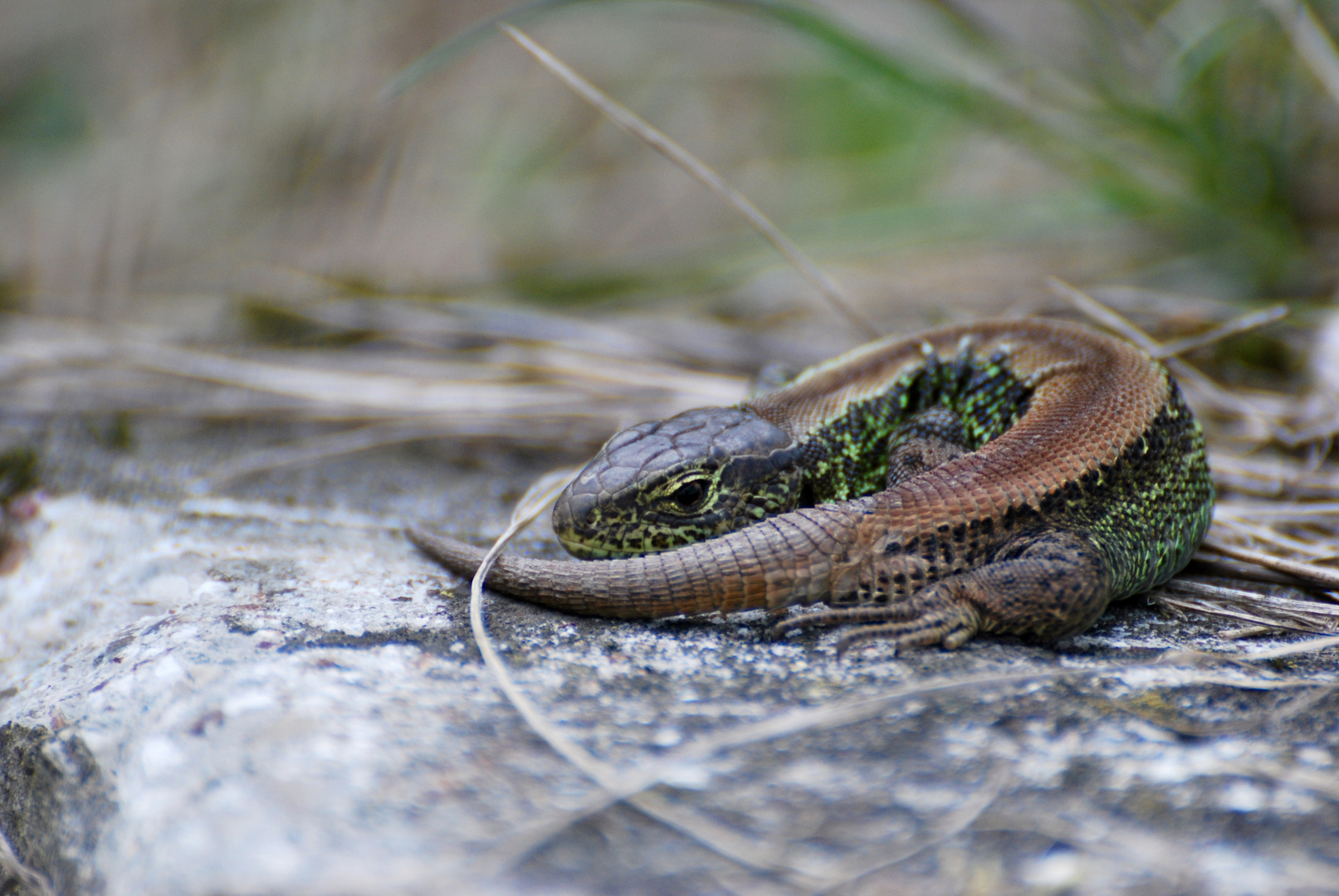 Zauneidechse (Lacerta agilis) beim Sonnenbad