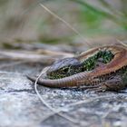 Zauneidechse (Lacerta agilis) beim Sonnenbad