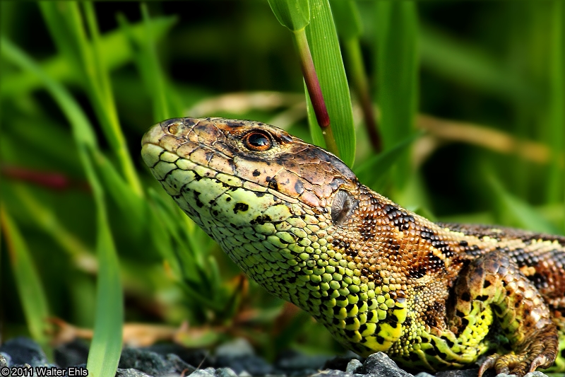 Zauneidechse - Lacerta agilis