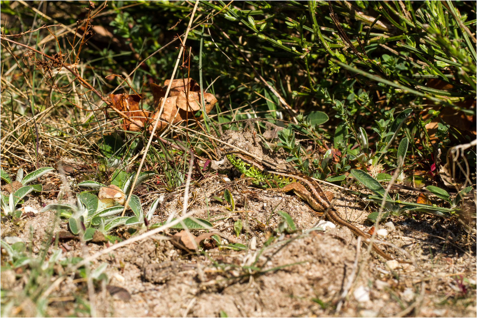 Zauneidechse (Lacerta agilis)