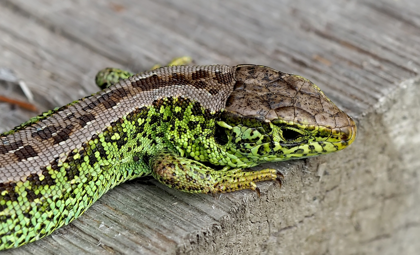 Zauneidechse (Lacerta agilis).