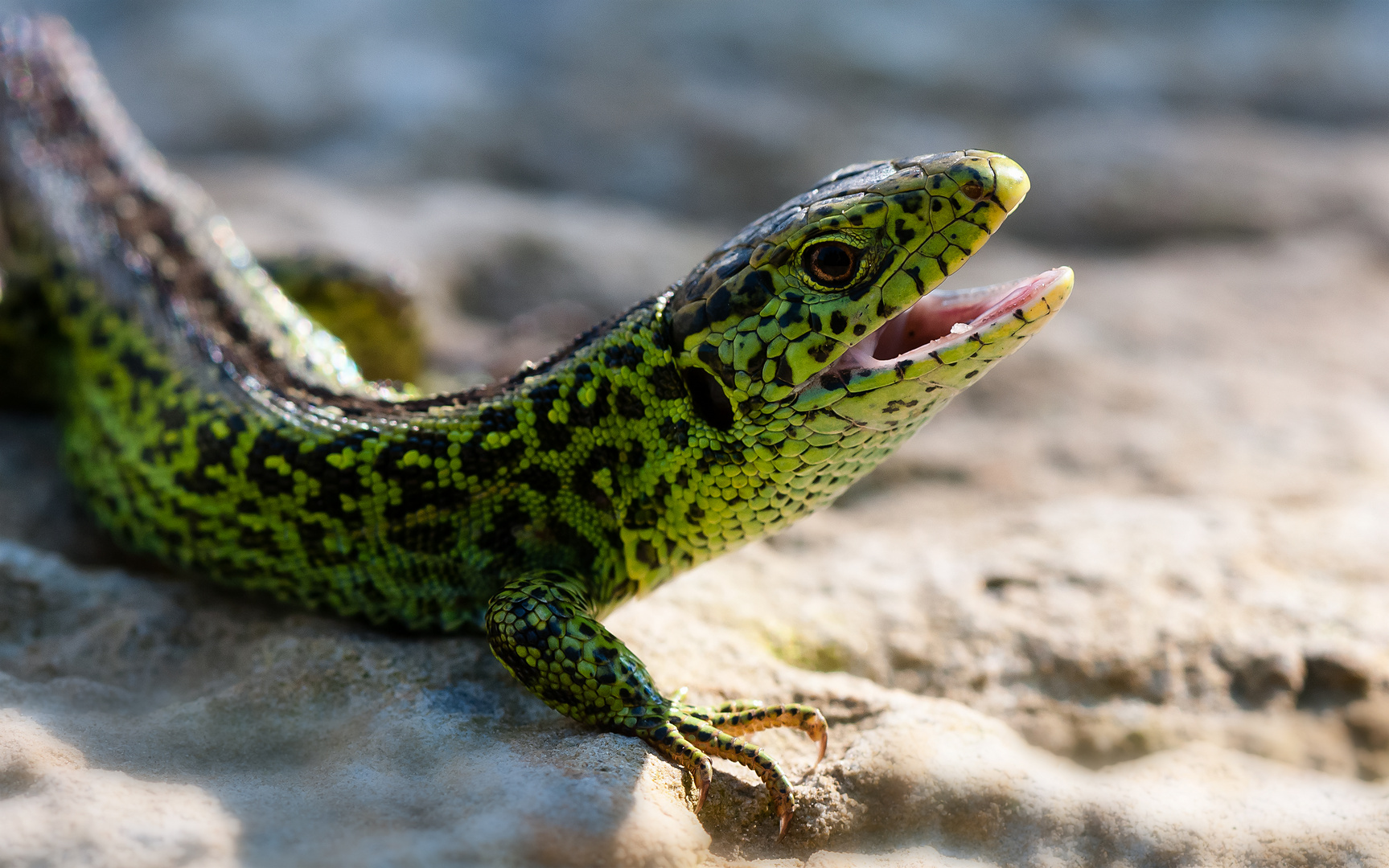 Zauneidechse (Lacerta agilis)