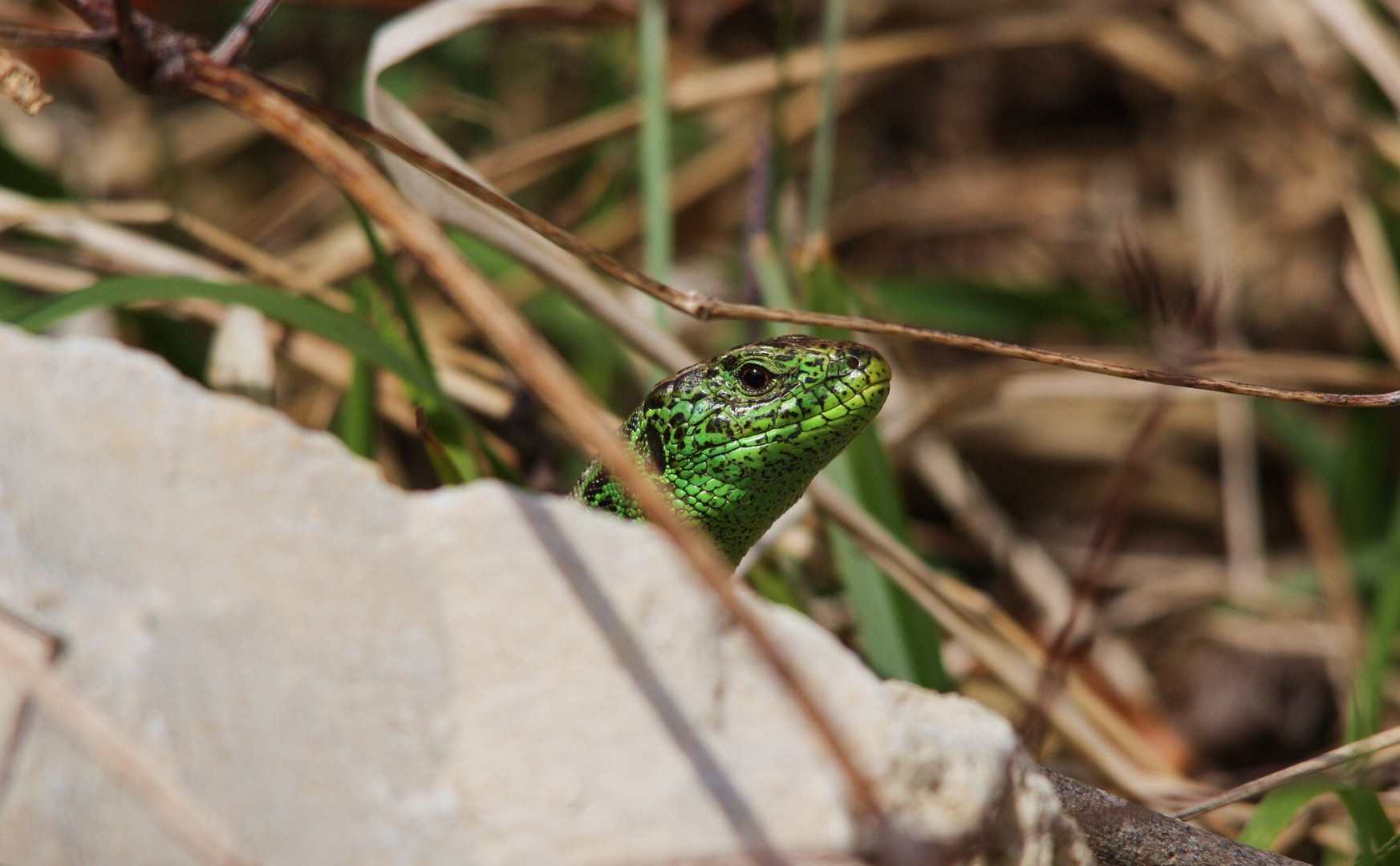 Zauneidechse ( Lacerta agilis)