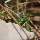 Zauneidechse ( Lacerta agilis)