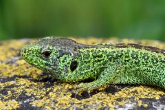 Zauneidechse (Lacerta agilis) Closeup