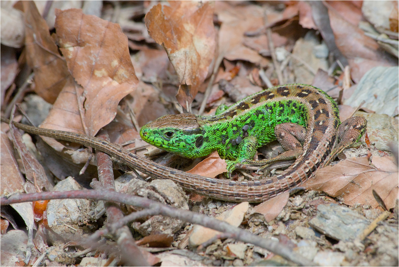 Zauneidechse (Lacerta agilis)