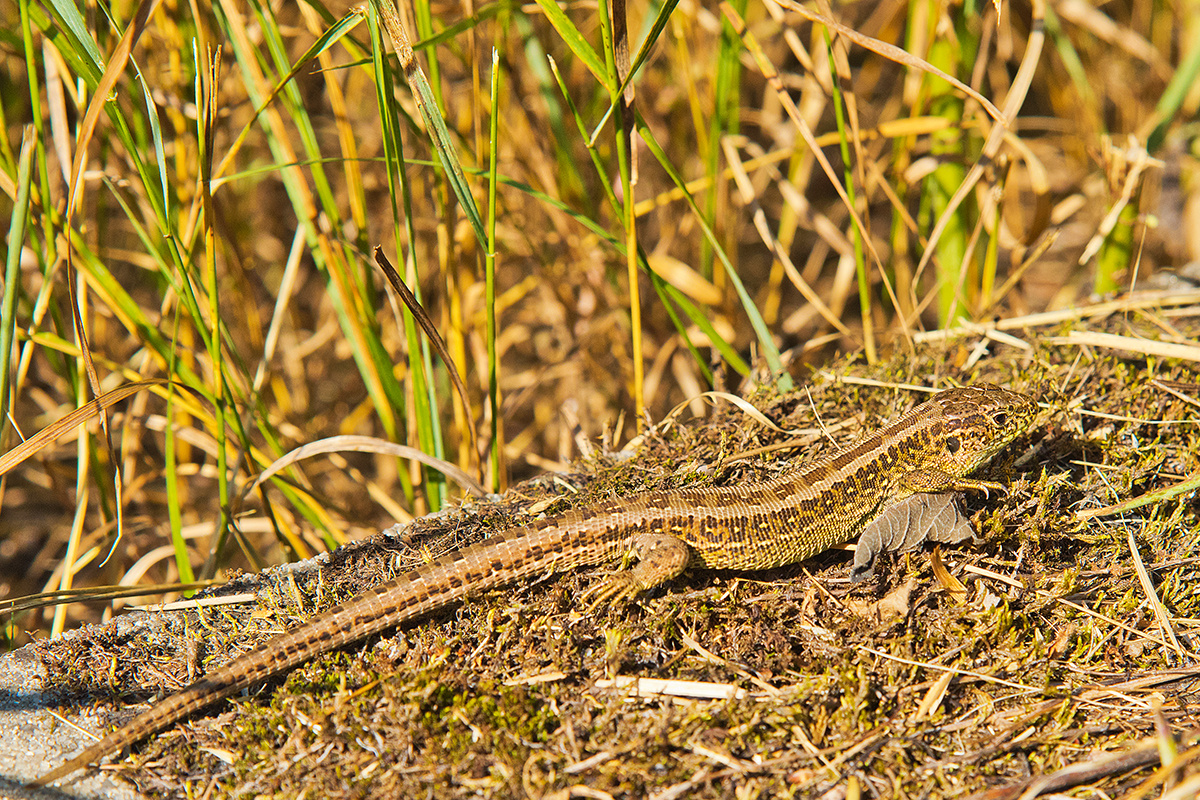 Zauneidechse (Lacerta agilis)