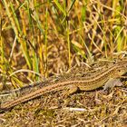 Zauneidechse (Lacerta agilis)