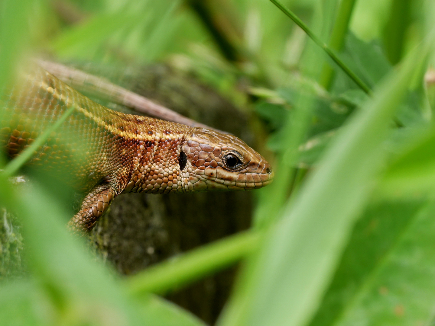 Zauneidechse (Lacerta agilis)