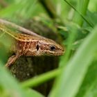 Zauneidechse (Lacerta agilis)