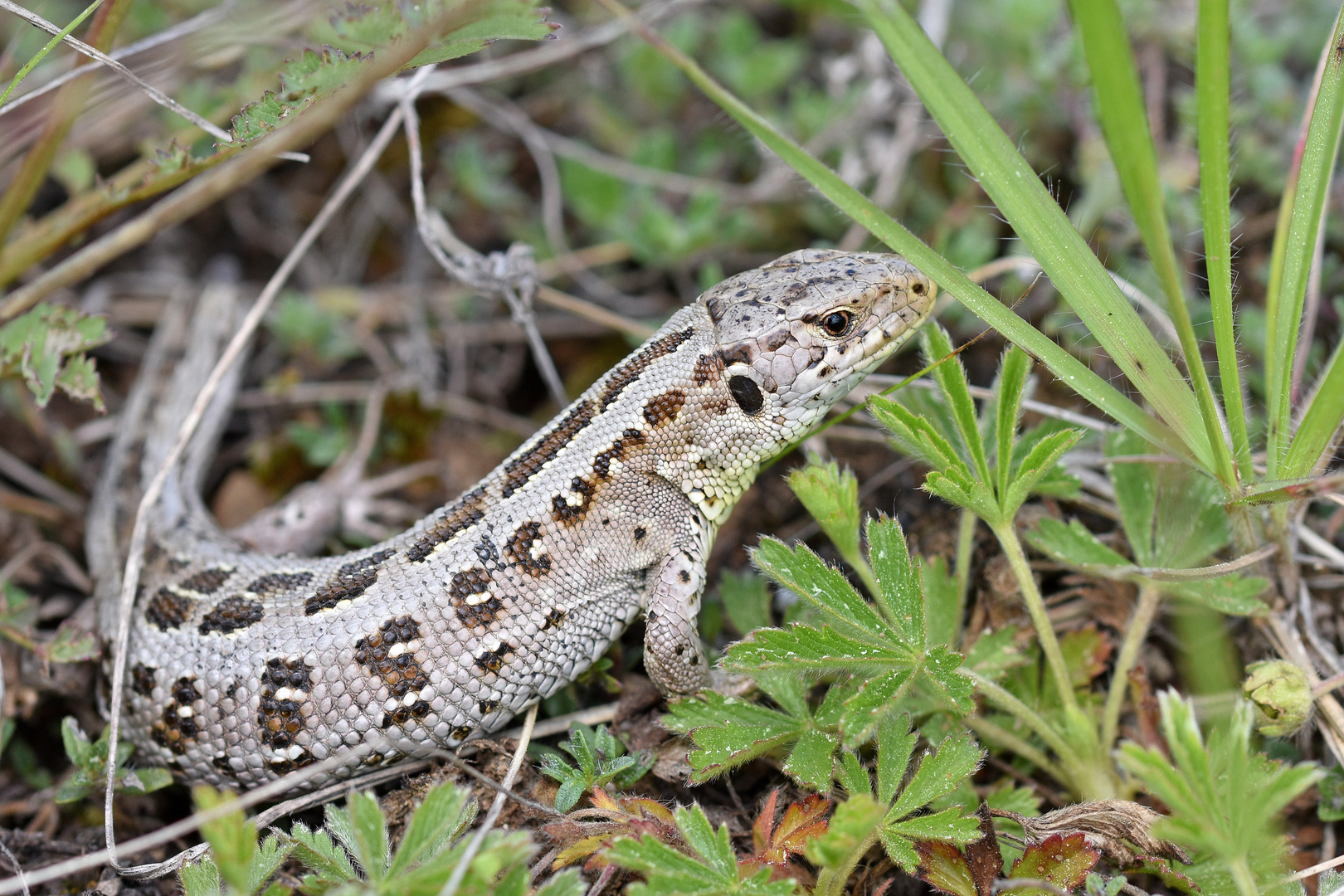 Zauneidechse (Lacerta agilis); Farbanomalie