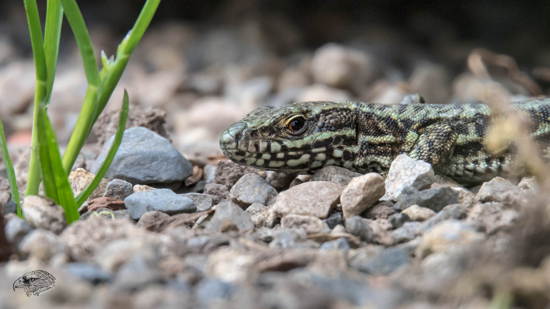 Zauneidechse (Lacerta agilis)