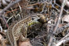 Zauneidechse (Lacerta agilis) frißt Bremse